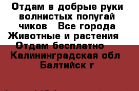 Отдам в добрые руки волнистых попугай.чиков - Все города Животные и растения » Отдам бесплатно   . Калининградская обл.,Балтийск г.
